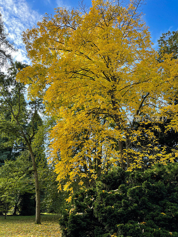 樱桃树(Prunus avium)被落叶包围的图像，秋叶颜色黄色的冠层，植物园中公园草坪的广阔区域，落叶树木标本